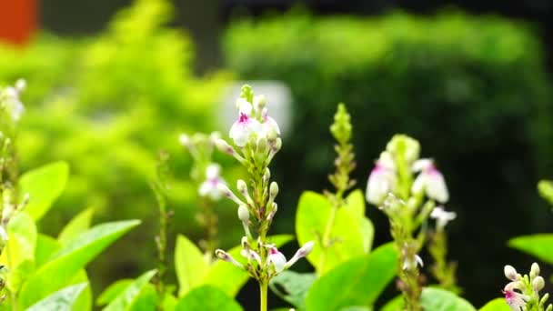 Pseuderanthemum Reticulatum Japanse Jasmijn Melati Jepang Met Een Natuurlijke Achtergrond — Stockvideo