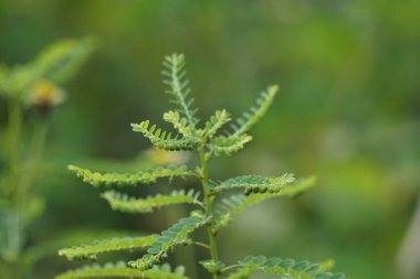 Phyllanthus idrar (meniran, oda acı, gripeweed, kırlantaş, taş kırıcı, yaprak çiçeği) doğal bir arka plana sahiptir. Yapraklar uçta büyük ve minyonlara doğru küçüktür..