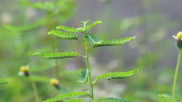 Phyllanthus Urinaria Meniran Kammerbitter Grippeweed Bruchstein Steinbrecher Leafflower Mit Natürlichem — Stockvideo