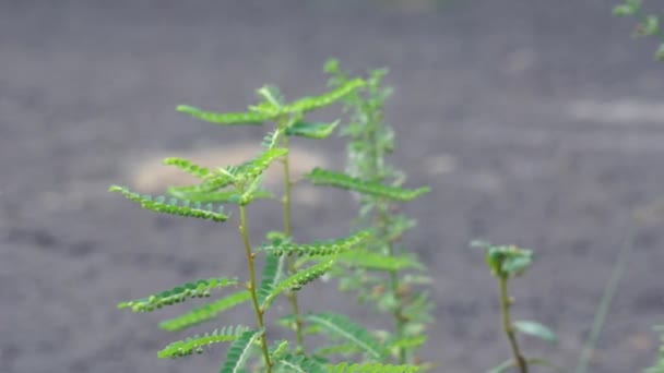 Phyllanthus Urinaria Menirán Kamra Keserű Gripeweed Törmelékkő Kőtörő Levelező Természetes — Stock videók