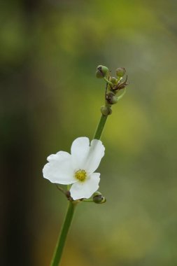 Doğada Echinodorus palifolius (Melati Air olarak da bilinir, Meksika kılıç fabrikası). Bu bitki ortaya çıkan bir su bitkisi.