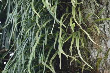 Ağaçta pirrosia longifolia var. Pyrrosia longifolia bir tür epifit.