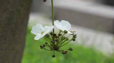 Doğada Echinodorus palifolius (Melati Air olarak da bilinir, Meksika kılıç fabrikası). Bu bitki ortaya çıkan bir su bitkisi.