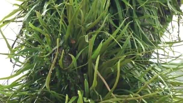 Pyrrosia Longifolia Trädet Pyrrosia Longifolia Typ Epiphyte — Stockvideo