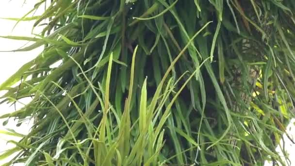 Pyrrosia Longifolia Pohon Pyrrosia Longifolia Adalah Jenis Epiphyte — Stok Video