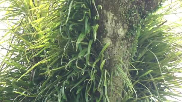 Pirrósia Longifolia Árvore Pyrrosia Longifolia Uma Espécie Epífita — Vídeo de Stock