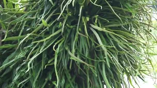 Pyrrosia Longifolia Árbol Pyrrosia Longifolia Una Especie Epífita — Vídeos de Stock