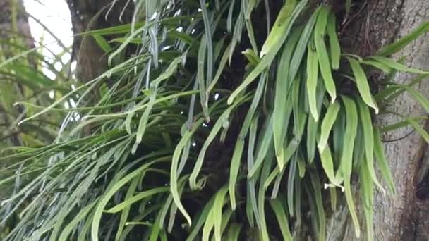 Pyrrosia Longifolia Sull Albero Pyrrosia Longifolia Una Specie Epifita — Video Stock