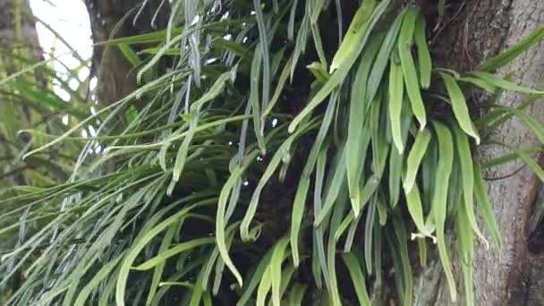 Пиррозия Длиннолистная Дереве Pyrrosia Longifolia Kind Epiphyte — стоковое видео