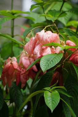 Doğal bir geçmişi olan Mussaenda ergenleri. Namı diğer Nusa Indah, Ashanti kanı, Tropikal Dogwood.