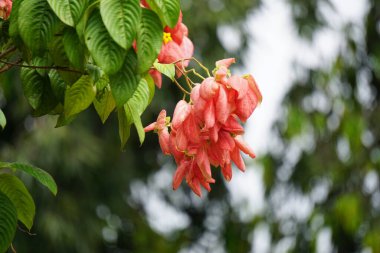 Mussaenda pubescens with a natural background. Also called Nusa Indah, Ashanti blood, Tropical dogwood clipart