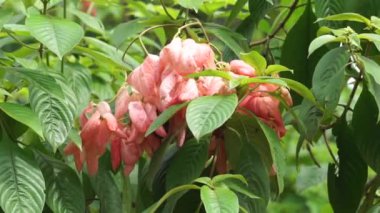 Doğal bir geçmişi olan Mussaenda ergenleri. Namı diğer Nusa Indah, Ashanti kanı, Tropikal Dogwood.