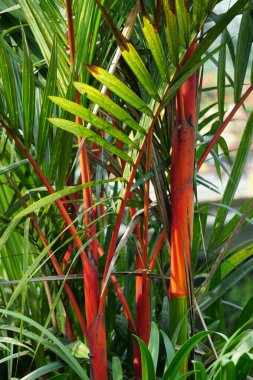Cyrtostachys renda (Also known red sealing wax palm, red palm, rajah palm) in the garden clipart