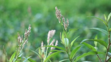Persicaria maculosa (Polygonum persicaria, karabuğday, bayanın başparmağı, benekli bayanın başparmağı, Jesusplant, redshank). Genç yapraklar bir sebze yaprağı gibi yenebilir.