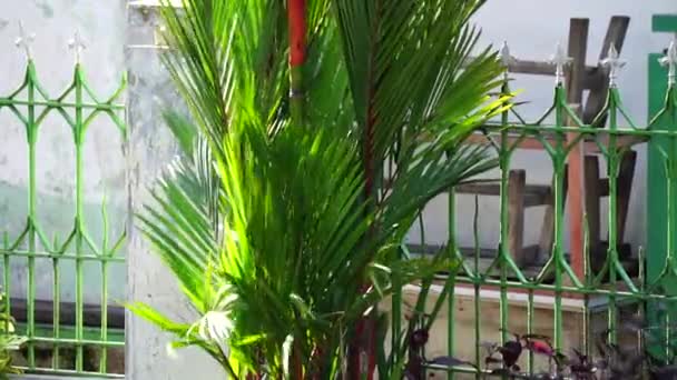 Bahçede Cyrtostachys Renda Ayrıca Kırmızı Mühürlü Balmumu Palmiye Kırmızı Palmiye — Stok video