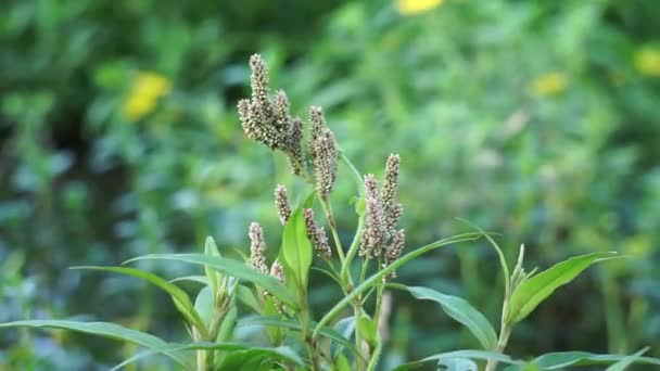 Persicaria Maculosa Polygonum Persicaria Buckwheat Ibu Jari Wanita Ibu Jari — Stok Video
