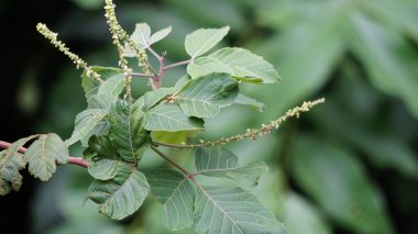 Allophylus africanus (Afrika Sahte Frenk üzümü, Kara Piç Frenk üzümü, Kara Yanlış Frenk üzümü, Inqala). Bu bitki yaklaşık 10 metre boyunda, çiçekleri beyaz, krem, sarı veya yeşildir.
