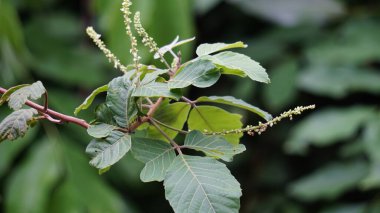 Allophylus africanus (Afrika Sahte Frenk üzümü, Kara Piç Frenk üzümü, Kara Yanlış Frenk üzümü, Inqala). Bu bitki yaklaşık 10 metre boyunda, çiçekleri beyaz, krem, sarı veya yeşildir.