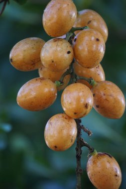 Fibraurea tinctoria (Akar badi, Akar Kinching Kerbau, Akar kunyit, Akar penawar, Sekunyit). Bu bitki, geleneksel tıpta şeker hastalıklarını tedavi etmek için kullanılan Borneo yerlisi olarak biliniyor.