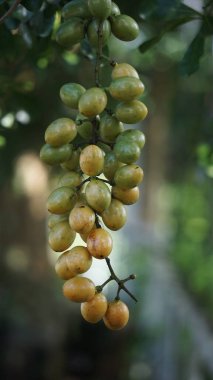 Fibraurea tinctoria (Akar badi, Akar Kinching Kerbau, Akar kunyit, Akar penawar, Sekunyit). Bu bitki, geleneksel tıpta şeker hastalıklarını tedavi etmek için kullanılan Borneo yerlisi olarak biliniyor.