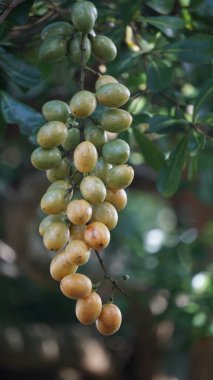 Fibraurea tinctoria (Akar badi, Akar Kinching Kerbau, Akar kunyit, Akar penawar, Sekunyit). Bu bitki, geleneksel tıpta şeker hastalıklarını tedavi etmek için kullanılan Borneo yerlisi olarak biliniyor.