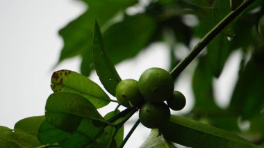 Mundu rata (Garcinia dulcis, baniti, taklang-anak, maphuut, ma phut, sarı mangosteen). Turuncu renkli meyveler taze yenebilir, ekşi, sulu hamurlar içerir, reçele dönüştürülebilir.
