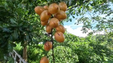 Fibraurea tinctoria (Akar badi, Akar Kinching Kerbau, Akar kunyit, Akar penawar, Sekunyit). Bu bitki, geleneksel tıpta şeker hastalıklarını tedavi etmek için kullanılan Borneo yerlisi olarak biliniyor.