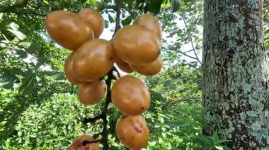 Fibraurea tinctoria (Akar badi, Akar Kinching Kerbau, Akar kunyit, Akar penawar, Sekunyit). Bu bitki, geleneksel tıpta şeker hastalıklarını tedavi etmek için kullanılan Borneo yerlisi olarak biliniyor.