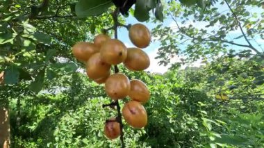 Fibraurea tinctoria (Akar badi, Akar Kinching Kerbau, Akar kunyit, Akar penawar, Sekunyit). Bu bitki, geleneksel tıpta şeker hastalıklarını tedavi etmek için kullanılan Borneo yerlisi olarak biliniyor.