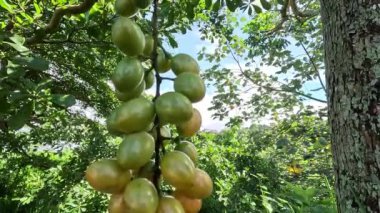 Fibraurea tinctoria (Akar badi, Akar Kinching Kerbau, Akar kunyit, Akar penawar, Sekunyit). Bu bitki, geleneksel tıpta şeker hastalıklarını tedavi etmek için kullanılan Borneo yerlisi olarak biliniyor.