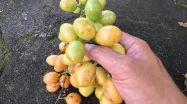 Fibraurea tinctoria (Akar badi, Akar Kinching Kerbau, Akar kunyit, Akar penawar, Sekunyit). Bu bitki, geleneksel tıpta şeker hastalıklarını tedavi etmek için kullanılan Borneo yerlisi olarak biliniyor.