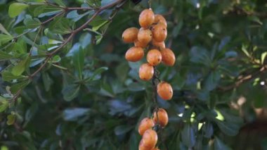 Fibraurea tinctoria (Akar badi, Akar Kinching Kerbau, Akar kunyit, Akar penawar, Sekunyit). Bu bitki, geleneksel tıpta şeker hastalıklarını tedavi etmek için kullanılan Borneo yerlisi olarak biliniyor.