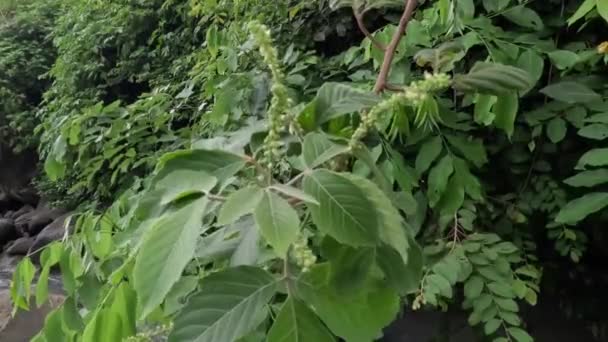 알로필러스 아프리카누스 아프리카의 커런트 바스타드 커런트 커런트 식물은 10M 높이의 — 비디오