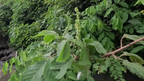 Allophylus Africanus Afrika Sahte Frenk Üzümü Kara Piç Frenk Üzümü — Stok video