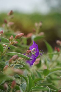 Tibouchina urvilleana (ihtişamlı çalı, lasiandra, prenses çiçeği, plerom, mor zafer ağacı) doğada bulunur. Asma olarak eğitilebilir ve çardakta yetiştirilebilir.