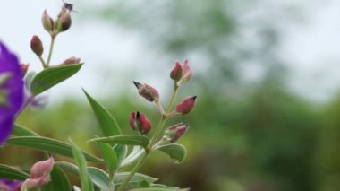 Tibouchina urvilleana (ihtişamlı çalı, lasiandra, prenses çiçeği, plerom, mor zafer ağacı) doğada bulunur. Asma olarak eğitilebilir ve çardakta yetiştirilebilir.