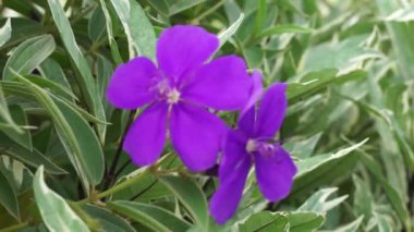 Tibouchina urvilleana (ihtişamlı çalı, lasiandra, prenses çiçeği, plerom, mor zafer ağacı) doğada bulunur. Asma olarak eğitilebilir ve çardakta yetiştirilebilir.