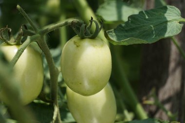 Ağaçta yeşil domates (ayrıca Solanum lycopersicum, Lycopersicon lycopersicum, Lycopersicon esculentum olarak da bilinir) bulunur.