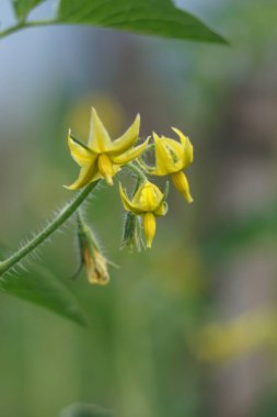 Ağacın üzerinde domates çiçeği (ayrıca Solanum lycopersicum, Lycopersicon lycopersicum, Lycopersicon esculentum olarak da bilinir)