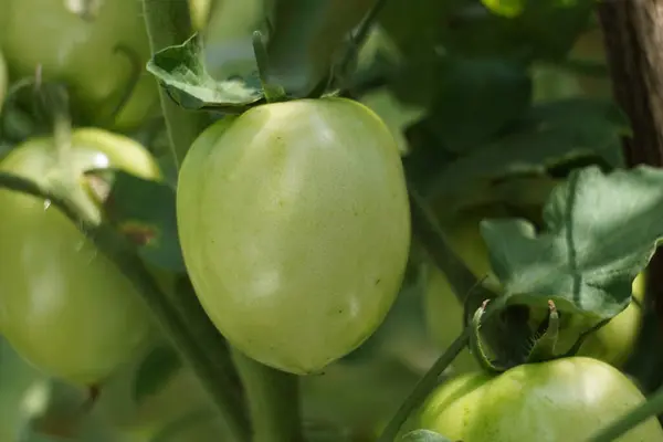 stock image Green tomato (Also called Solanum lycopersicum, Lycopersicon lycopersicum, Lycopersicon esculentum) on the tree