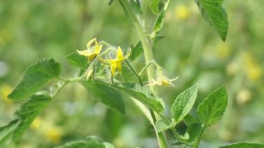 Ağacın üzerinde domates çiçeği (ayrıca Solanum lycopersicum, Lycopersicon lycopersicum, Lycopersicon esculentum olarak da bilinir)