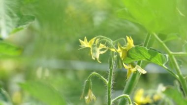 Ağacın üzerinde domates çiçeği (ayrıca Solanum lycopersicum, Lycopersicon lycopersicum, Lycopersicon esculentum olarak da bilinir)