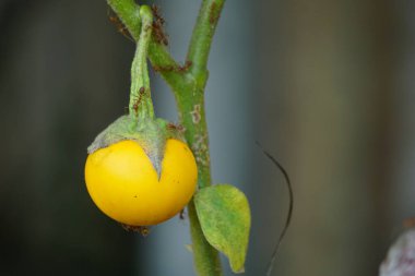 Solanum delium (ayrıca dikenli elma, acı elma, acı top, acı domates olarak da bilinir) doğal bir arka planı vardır.