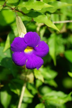 Thunbergia erecta (bush clockvine, king's mantle, potato bush). It has been used as traditional medicine for insomnia, depression and anxiety management. clipart