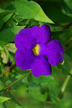 Thunbergia erecta (bush clockvine, king's mantle, potato bush). It has been used as traditional medicine for insomnia, depression and anxiety management. clipart