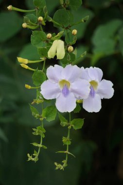 Thunbergia grandiflora (Bengal clockvine, Bengal trumpet, blue skyflower) flower. Plants may grow to about 20 metres in height and have a long root system with a deep tap root clipart