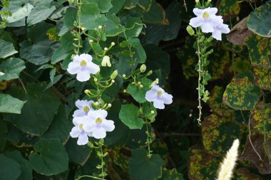 Thunbergia grandiflora (Bengal clockvine, Bengal trompeti, mavi gökyüzü çiçeği) çiçeği. Bitkiler yaklaşık 20 metreye kadar büyüyebilir ve derin bir tıkırtı köküne sahip uzun bir kök sistemine sahip olabilirler.