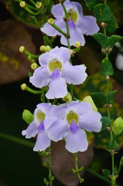 Thunbergia grandiflora (Bengal clockvine, Bengal trompeti, mavi gökyüzü çiçeği) çiçeği. Bitkiler yaklaşık 20 metreye kadar büyüyebilir ve derin bir tıkırtı köküne sahip uzun bir kök sistemine sahip olabilirler.