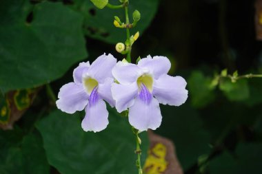 Thunbergia grandiflora (Bengal clockvine, Bengal trumpet, blue skyflower) flower. Plants may grow to about 20 metres in height and have a long root system with a deep tap root clipart