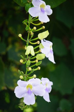 Thunbergia grandiflora (Bengal clockvine, Bengal trompeti, mavi gökyüzü çiçeği) çiçeği. Bitkiler yaklaşık 20 metreye kadar büyüyebilir ve derin bir tıkırtı köküne sahip uzun bir kök sistemine sahip olabilirler.